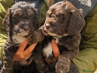 Cockapoo dogs F1 Cockapoo Puppies - Advert 2