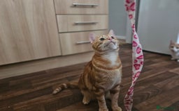 Mixed Breed cats for sale: 2 sweet brothers for sale  - Advert 2