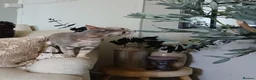 Bengal cats for sale: 3 Bengal Cross Cats Need Loving Home - Advert 5