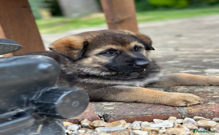German Shepherd dogs - Advert 6