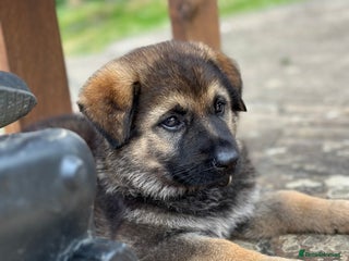 German Shepherd dogs - Advert 2
