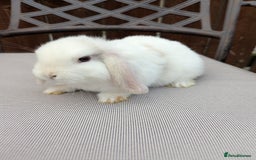Mini Lop rabbits for sale: Mini lops baby rabbits for sale  - Image 10