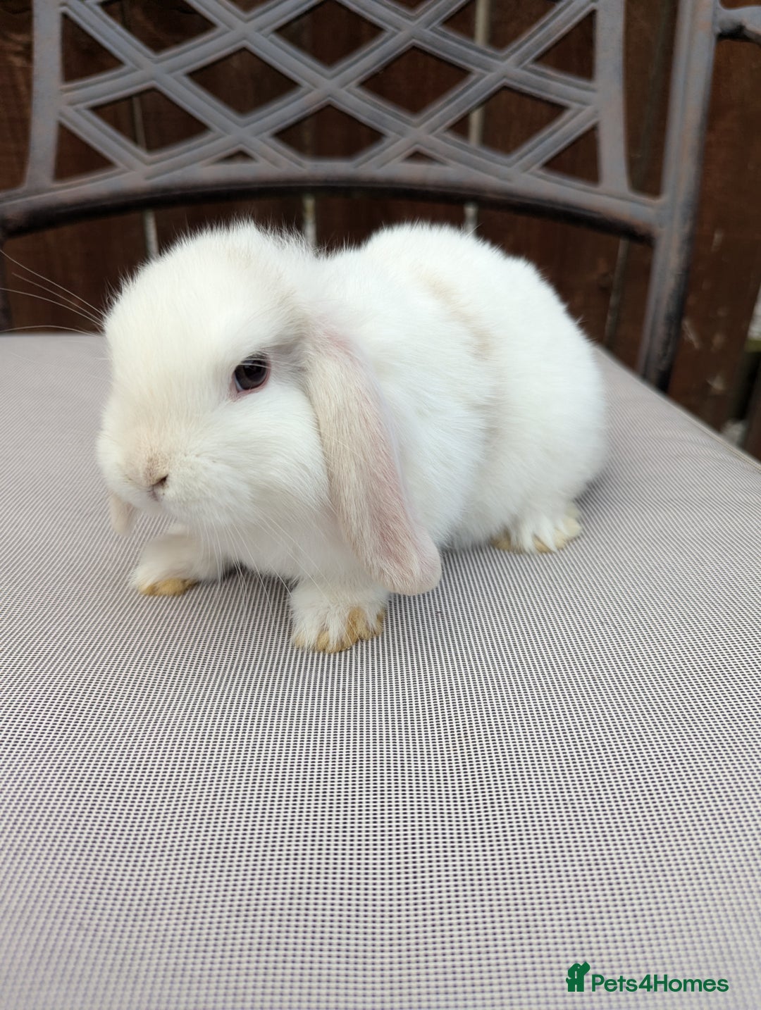 Mini Lop rabbits for sale: Mini lops baby rabbits for sale  - Image 10