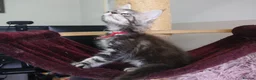 Maine Coon cats for sale: 6 pedigree Mainecoon kittens  - Advert 10