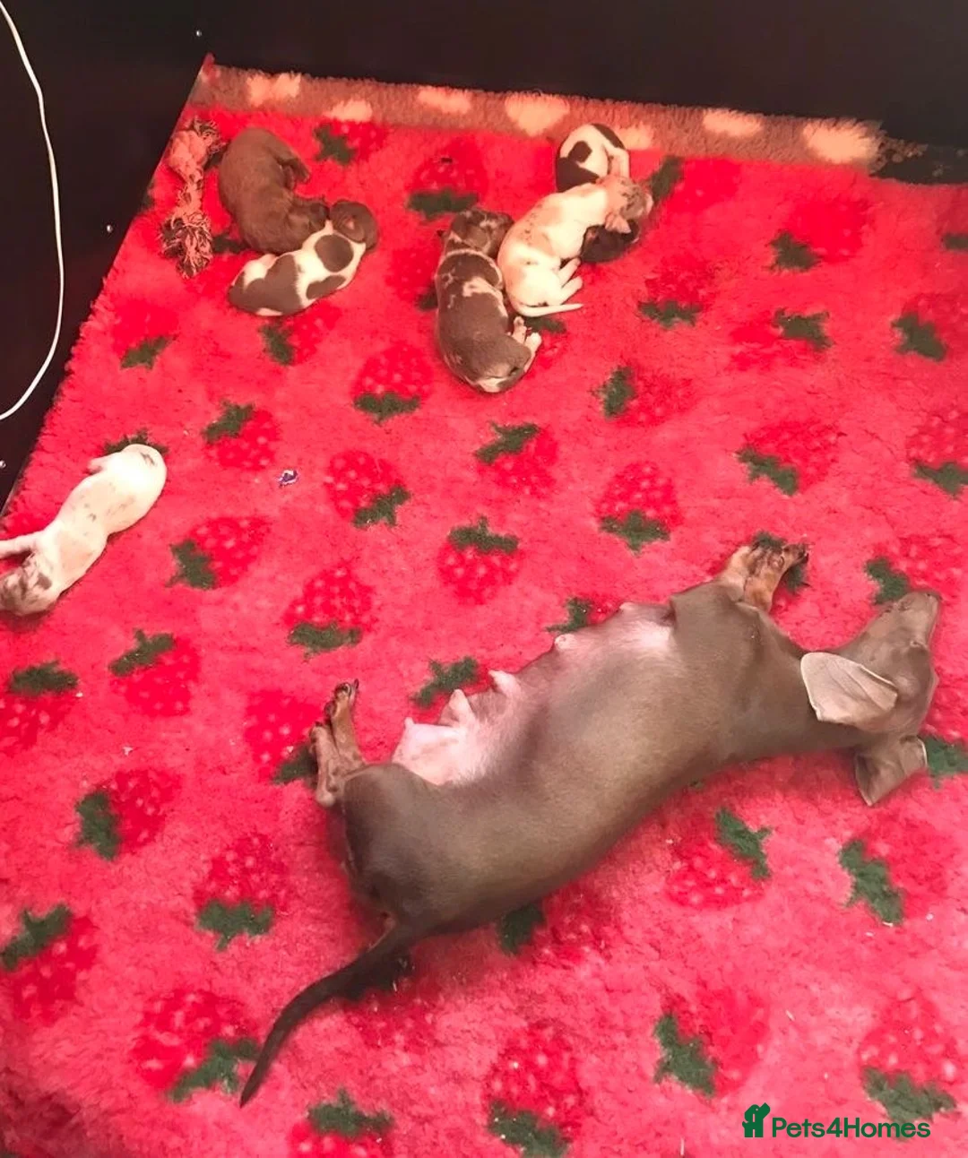 Miniature Dachshund dogs for sale: Miniature Dachshund Pups For Sale ❤️  - Advert 9