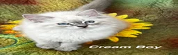 Siberian cats for sale: ❤️6 Beautiful Neva Masquerade x Ragdoll Kittens ❤️ - Advert 11