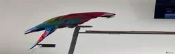 Parrots birds for sale: Greenwing Macaw - Advert 2