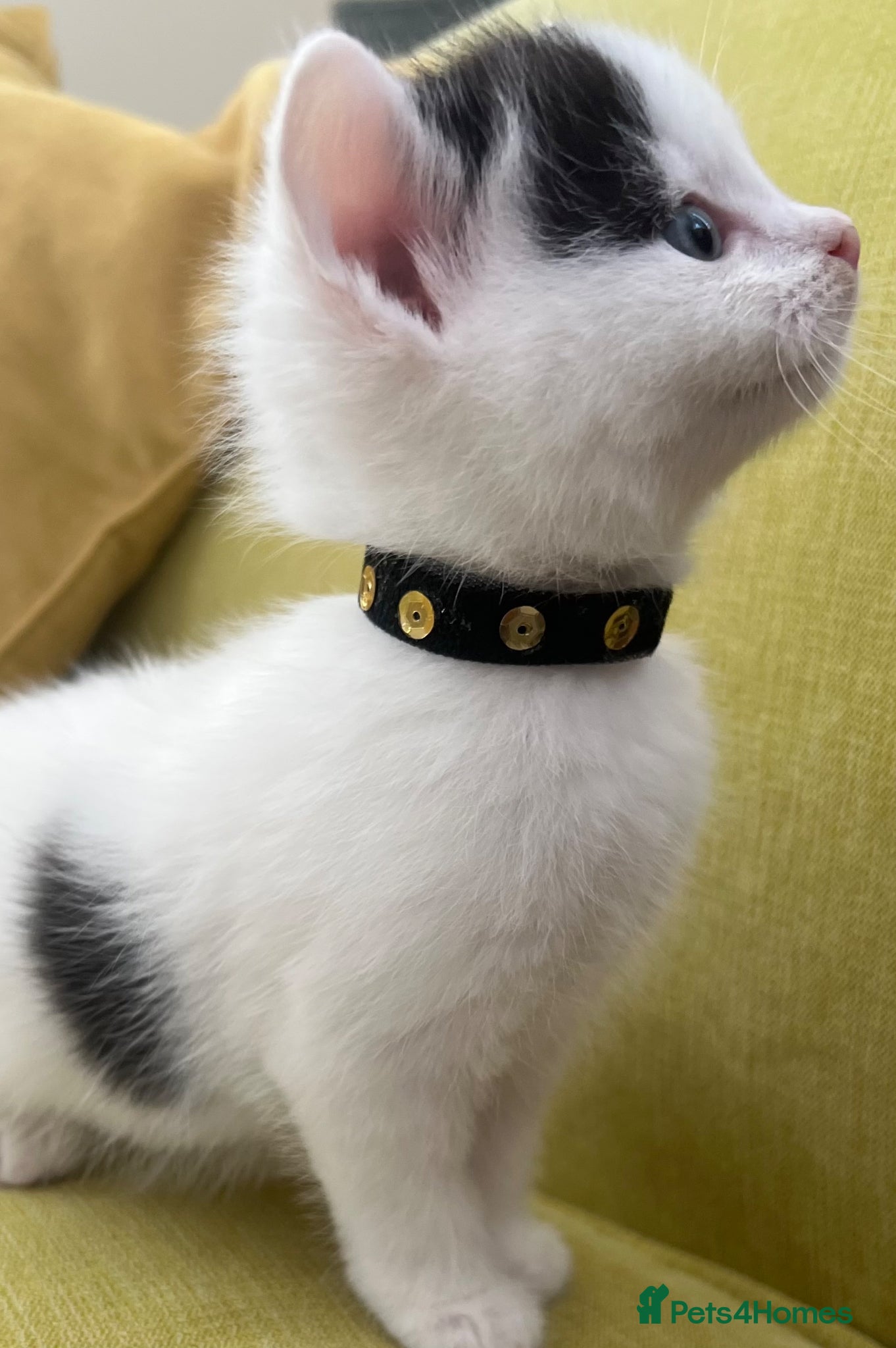 Mixed Breed cats ROMY’S RACY  RASCALS ❤️ - Advert 2