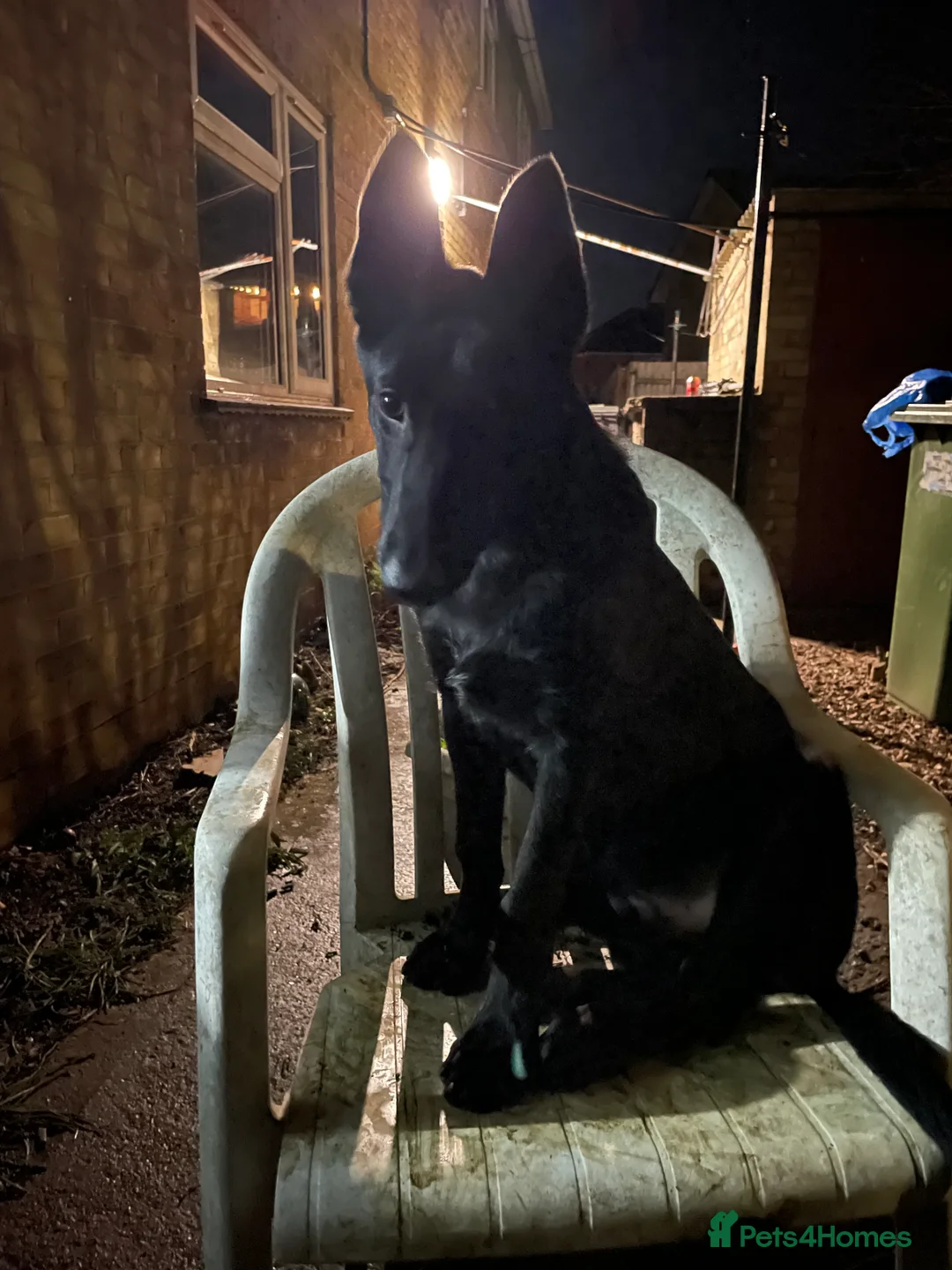 Belgian Shepherd Dog dogs for sale: Belgium malinos for sale 7 months old  - Advert 3
