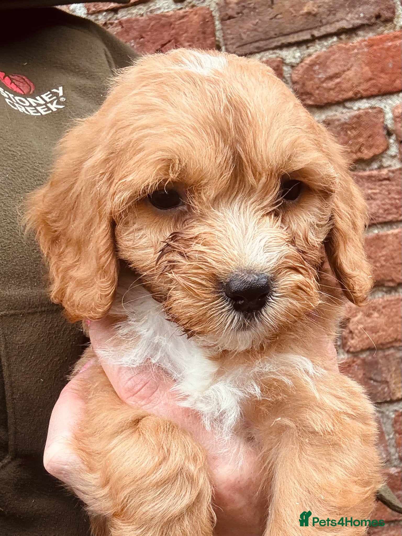 Cockapoo dogs F1 Cockapoo Puppies KC Parents DNA Tested Dad - Advert 4