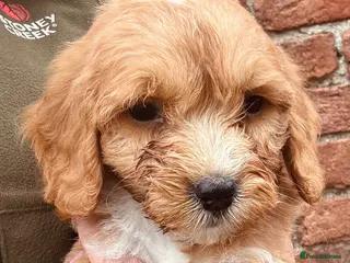 Cockapoo dogs F1 Cockapoo Puppies KC Parents DNA Tested Dad - Advert 4