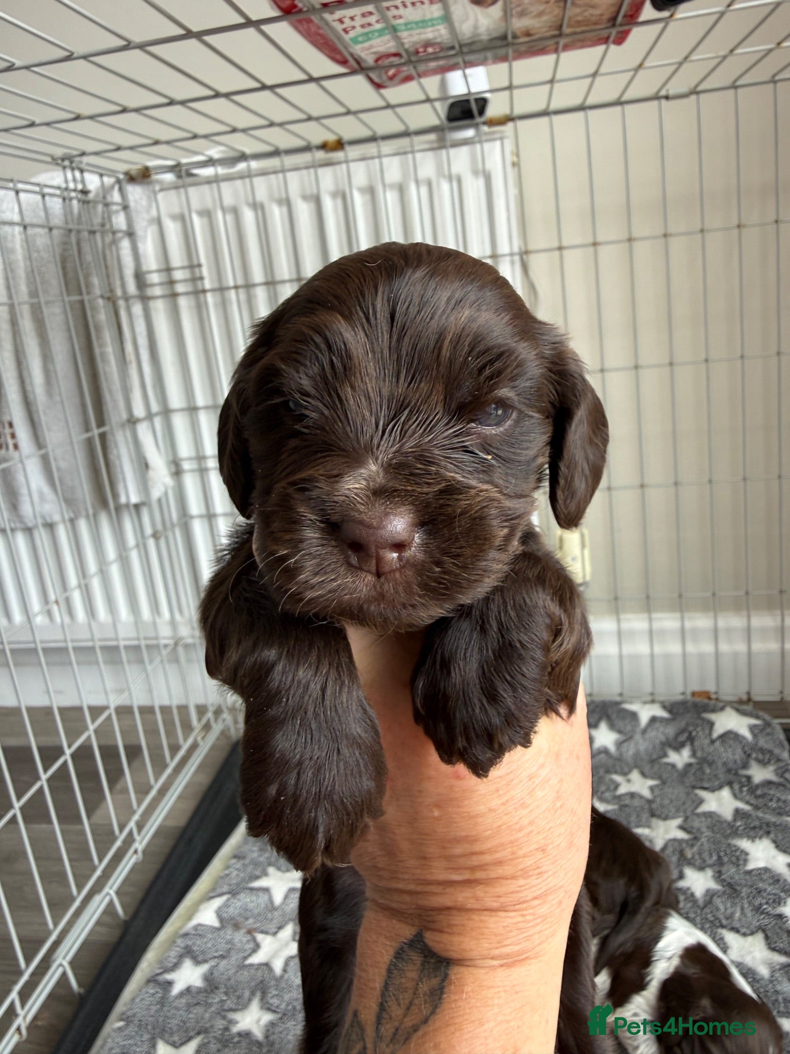 Cocker Spaniel dogs Amazing KC registered Show cocker spaniels - Advert 1