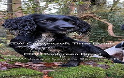 Cocker Spaniel dogs for sale: Working cocker spaniels - Advert 9