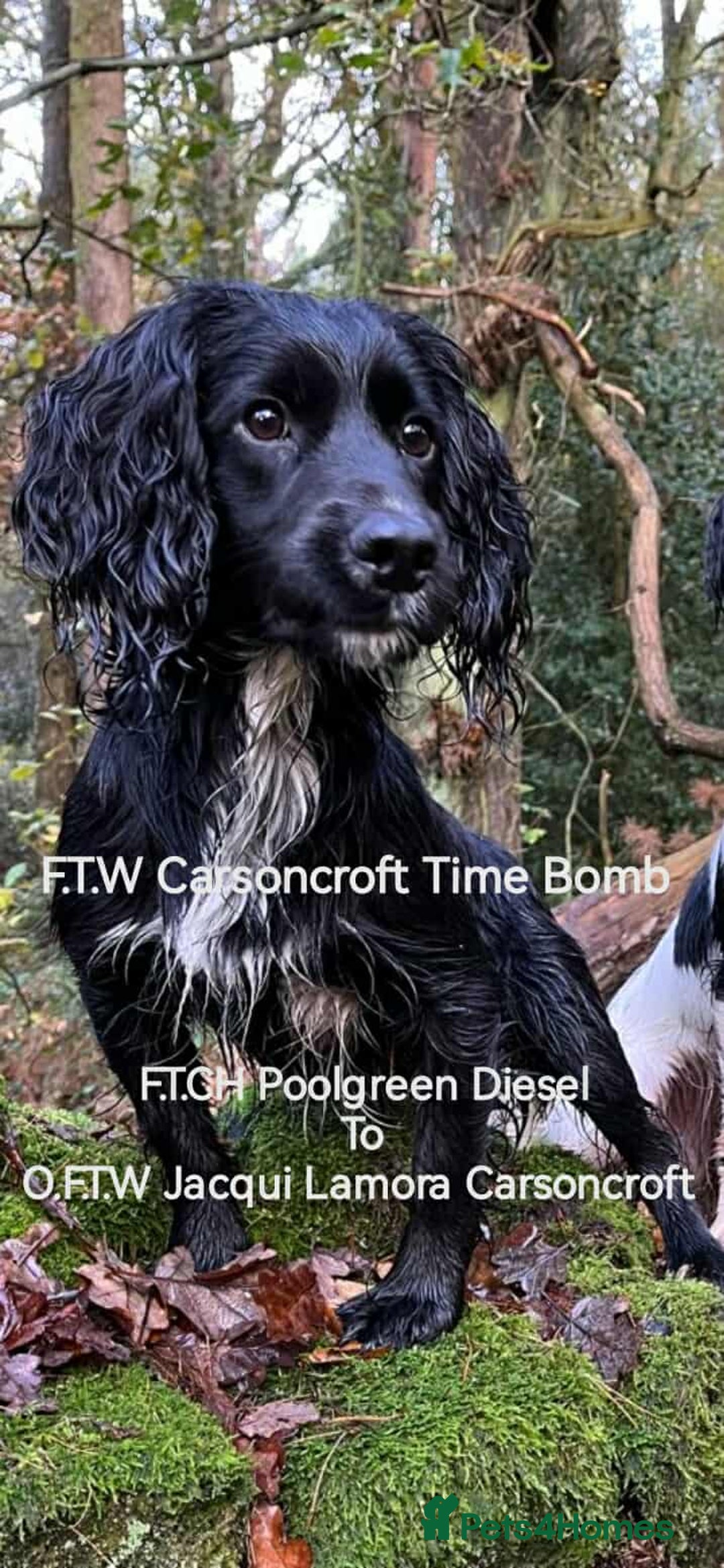 Cocker Spaniel dogs for sale: Working cocker spaniels - Advert 9