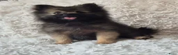 Pomeranian dogs for sale: Little pomeranian puppies  - Advert 4
