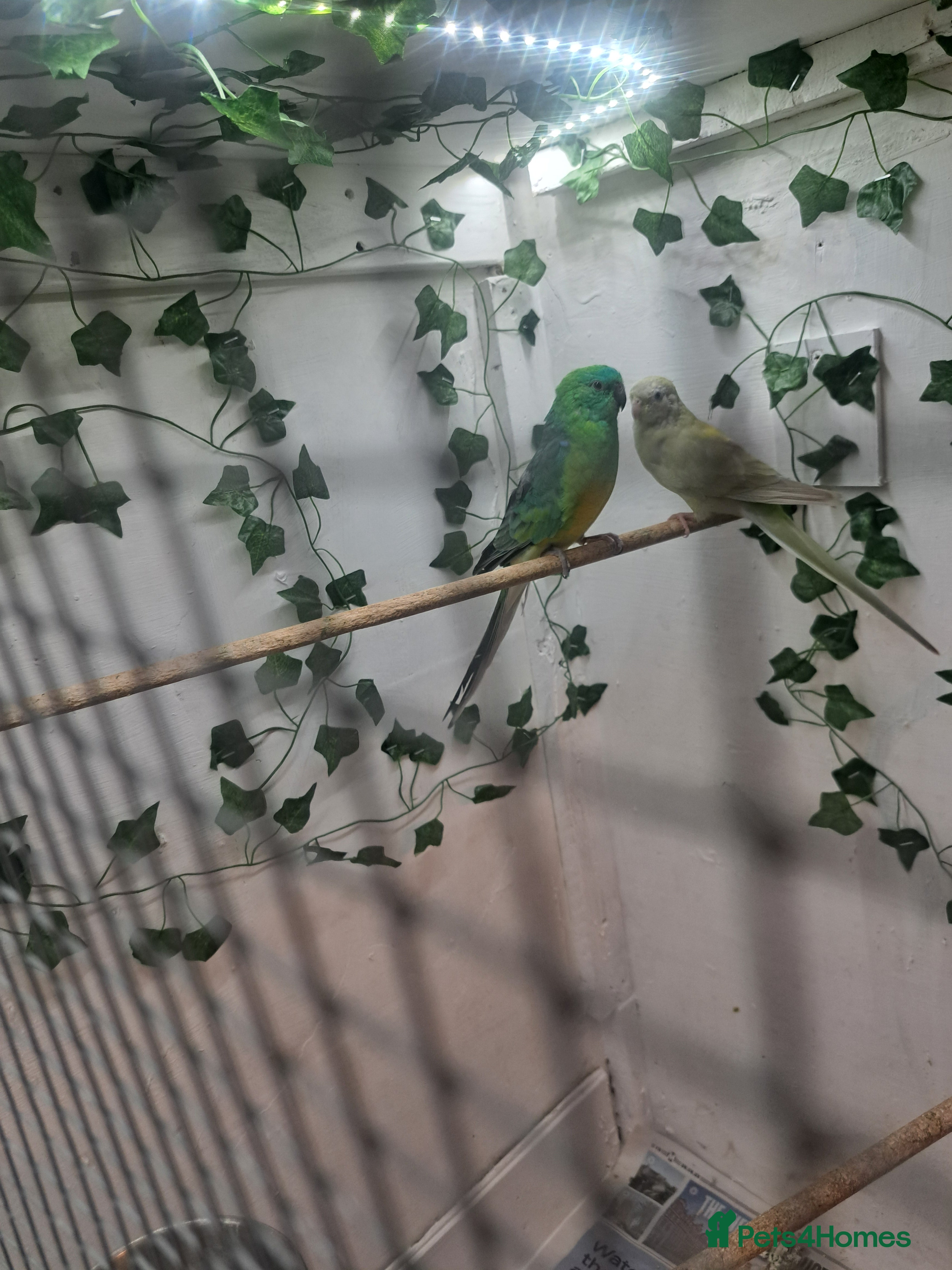 Parakeets birds Pair of redrump parakeet  - Advert 8