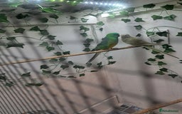 Parakeets birds for sale: Pair of redrump parakeet  - Image 1