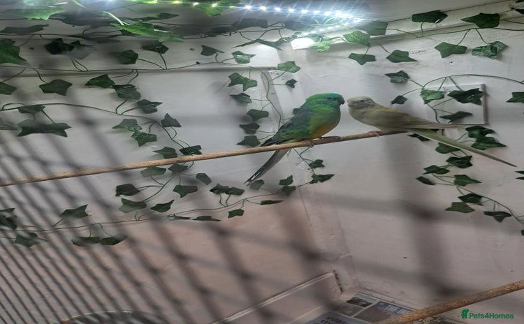 Parakeets birds - Advert 1
