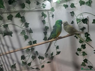 Parakeets birds Pair of redrump parakeet - Advert 13