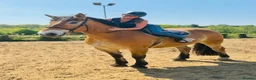 North Swedish Horse horses for sale: Stop Look and Appreciate - This Horse is Unreal  - Advert 4