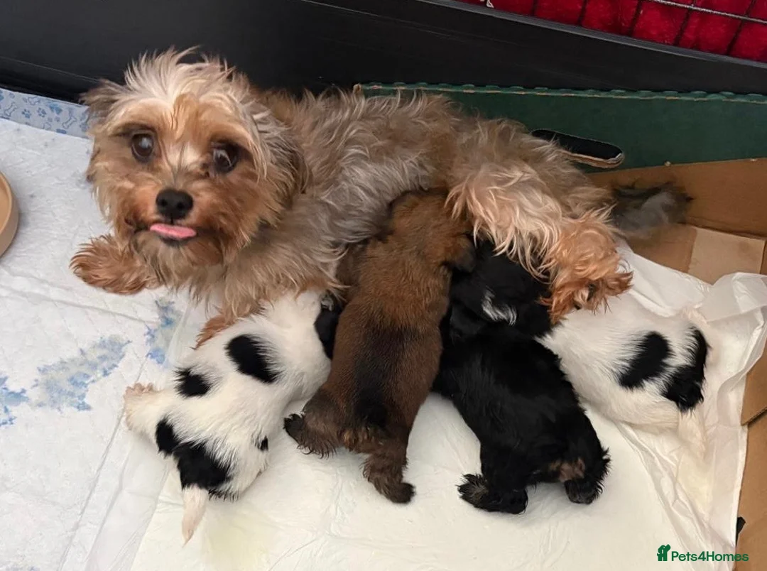Yorkshire Terrier dogs for sale: Chocolate, Biewer & Black & Tan Yorkshire Terriers - Advert 2
