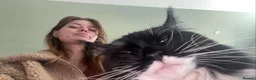 Maine Coon cats for sale: uther - male maine coon un-neutered  - Advert 26