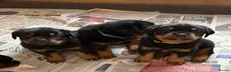 Rottweiler dogs for sale: 4 Gorgeous Rottweiler Puppies - Advert 9