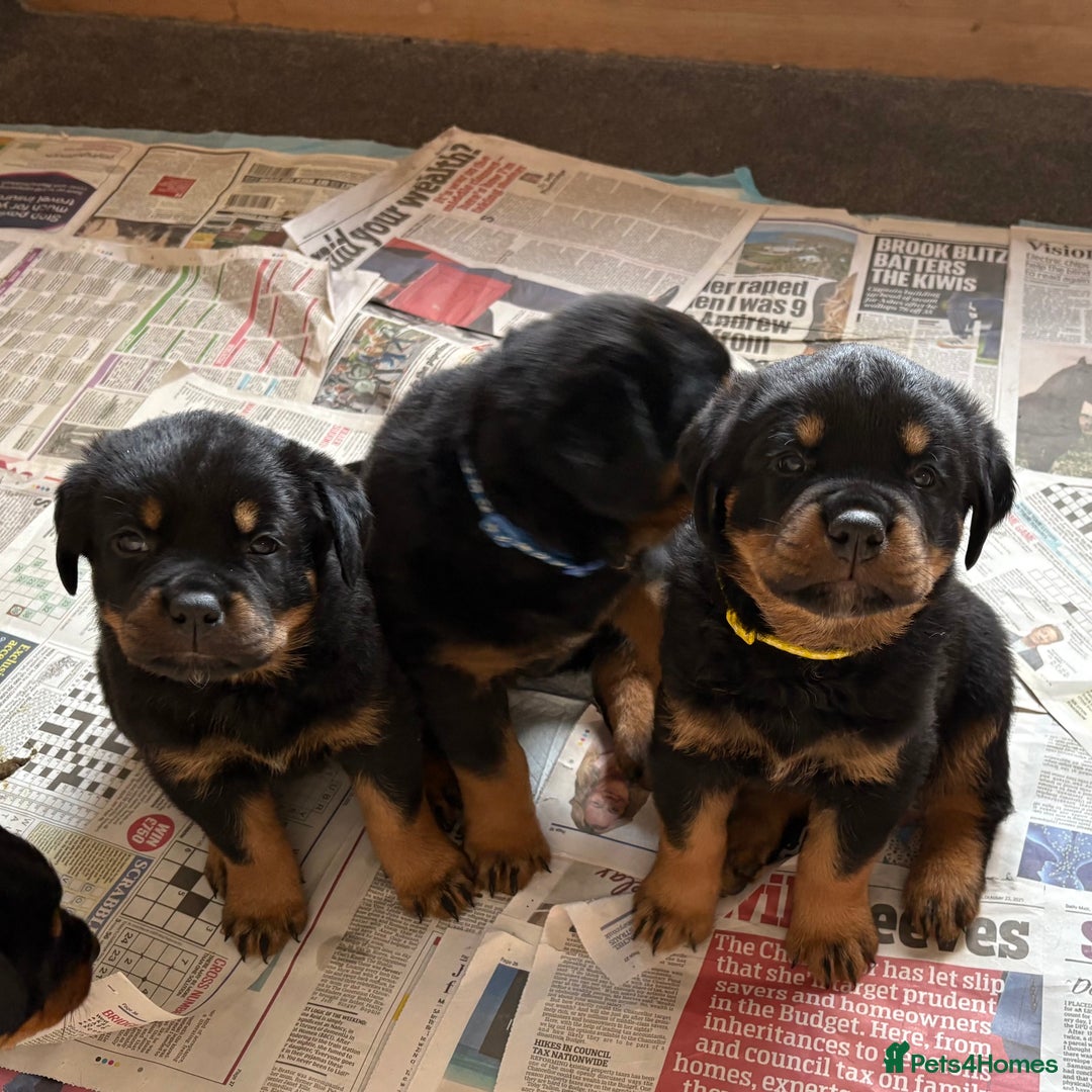Rottweiler dogs for sale: 4 Gorgeous Rottweiler Puppies - Advert 9