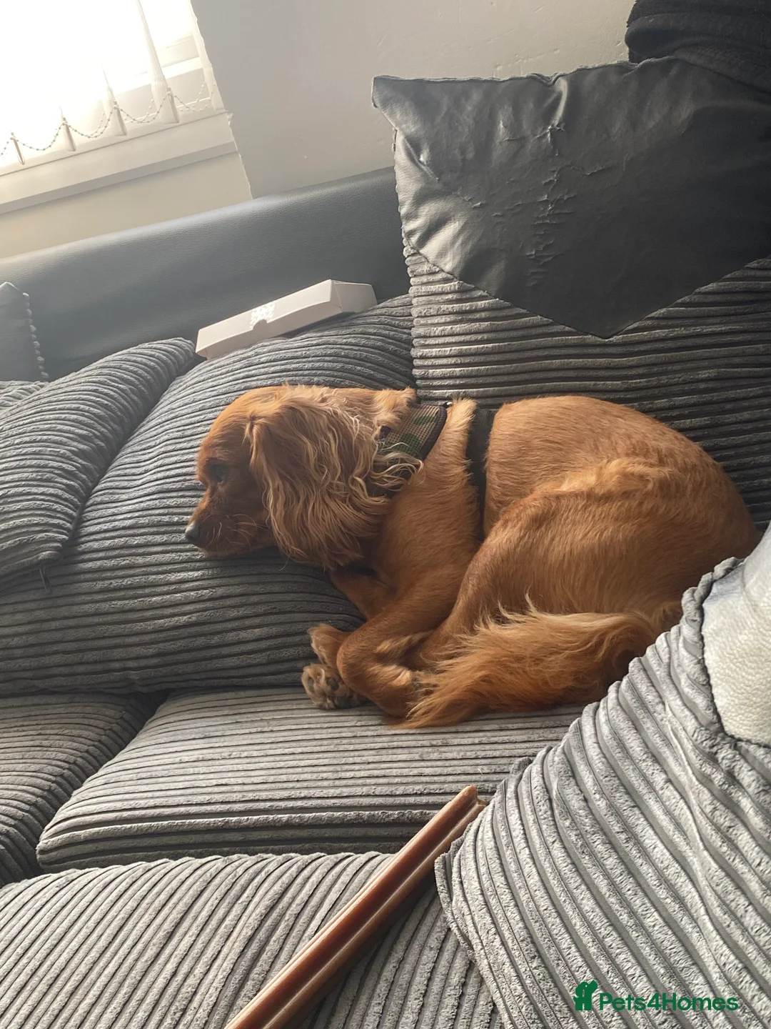 Cavapoo dogs for stud: Proven, experienced Ruby red cavapoo for studding in Liverpool - Advert 8