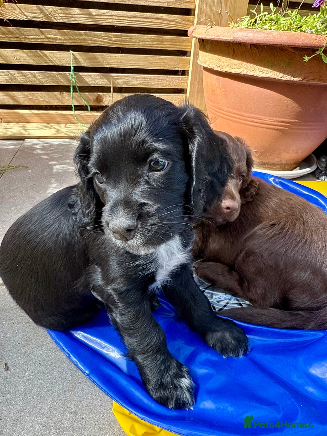 Cocker Spaniel dogs for sale: Working Cocker Spaniel Bitch available now - Image 2
