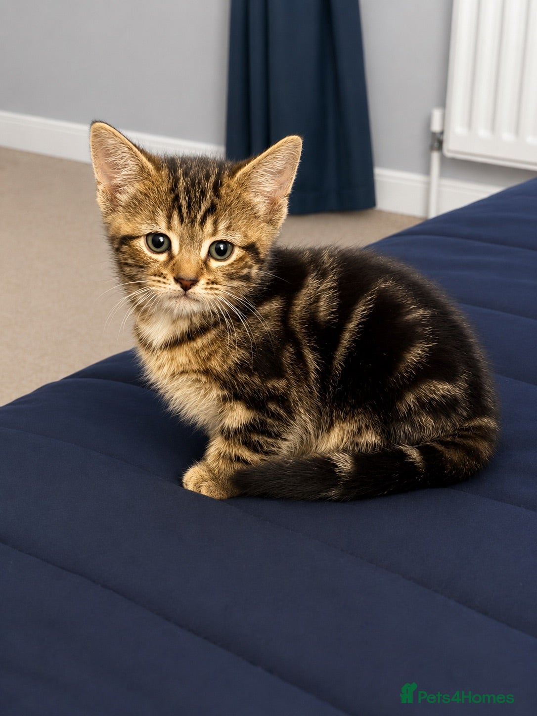 Mixed Breed cats 1 boy kitten left - Advert 17