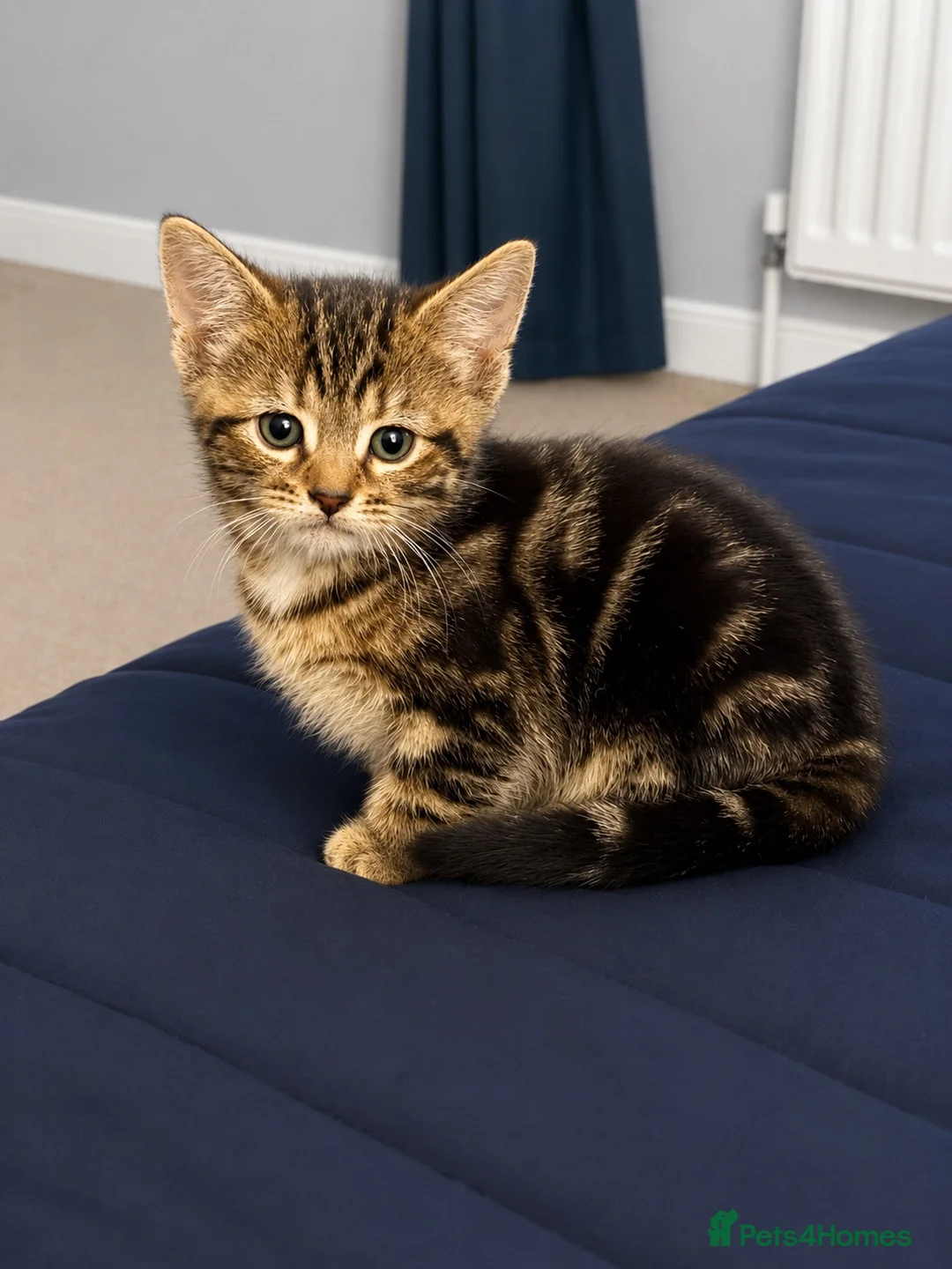 Mixed Breed cats for sale: 1 boy kitten left - Advert 1