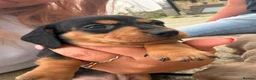 Dachshund dogs for sale: Miniature dachshund for sale in Elland - Advert 16