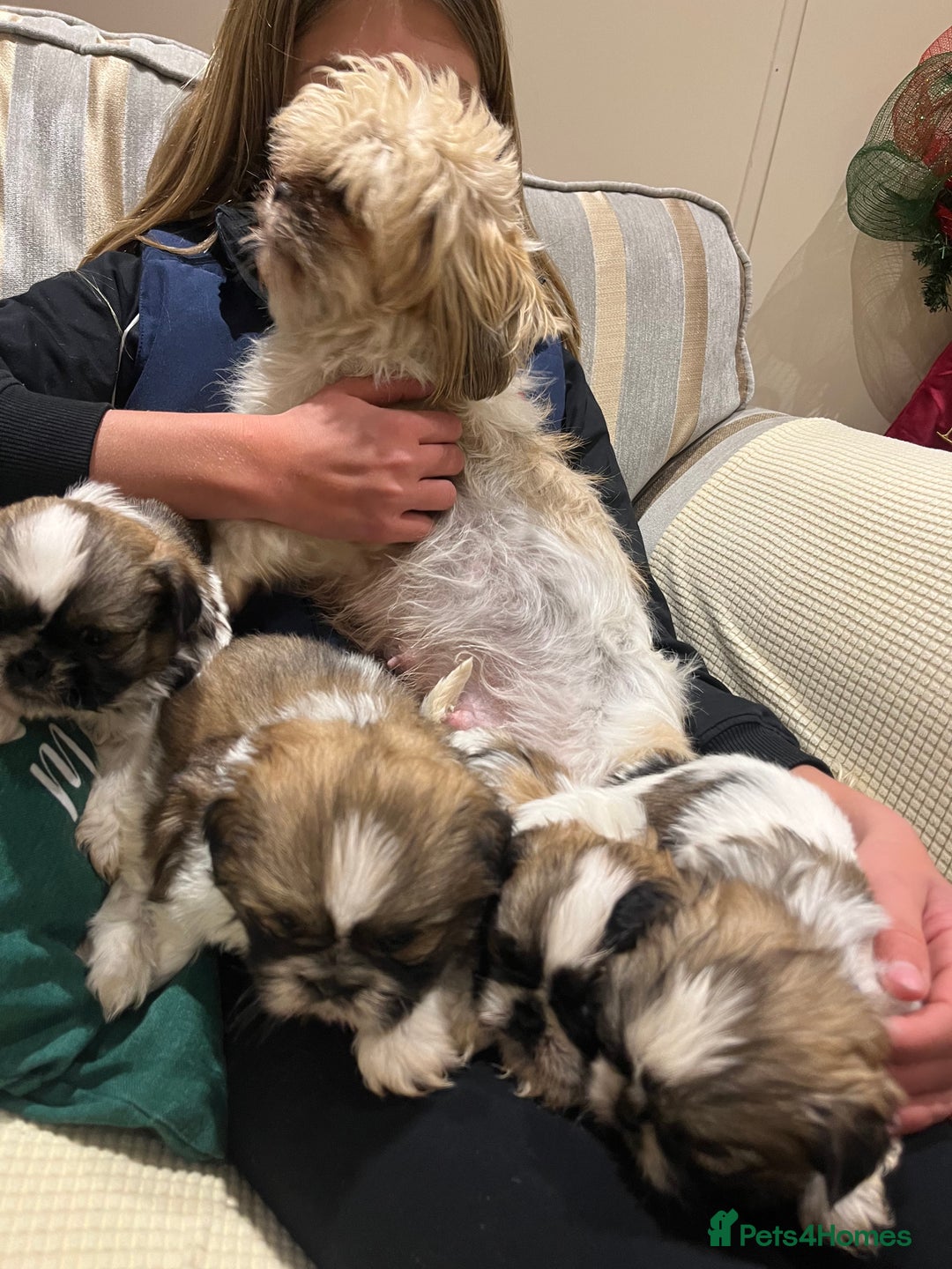 Shih Tzu dogs for sale: Shih tzu  puppies  - Advert 3
