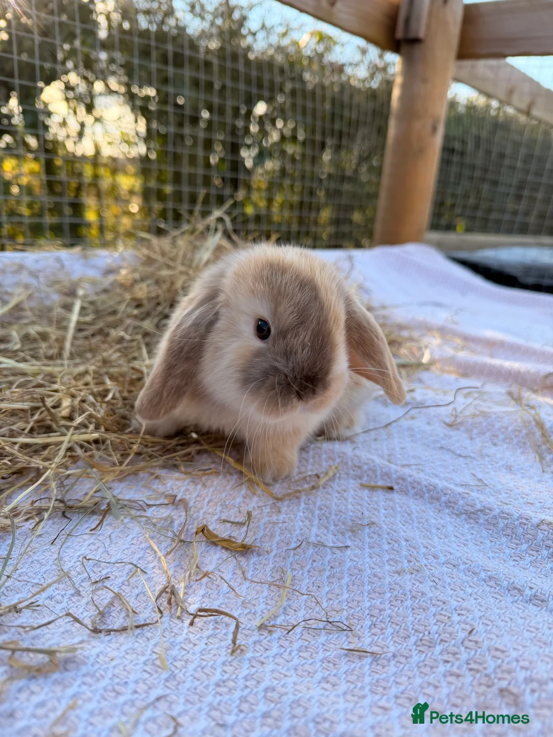 Mini Lop rabbits for sale: Gorgeous mini Lop babies  - Advert 23