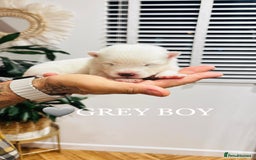 Samoyed dogs for sale: Samoyed puppies KC Registered Champions Bloodline  - Image 2
