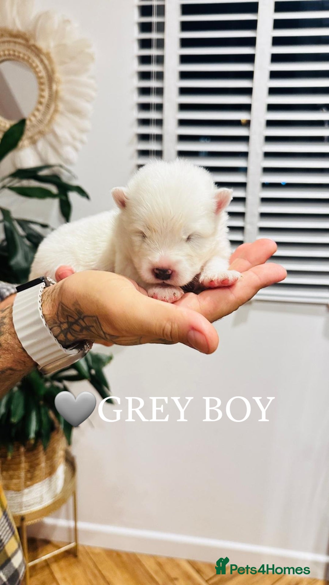 Samoyed dogs for sale: Samoyed puppies KC Registered Champions Bloodline  - Image 2