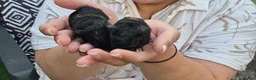 Guinea Pig rodents for sale: Guinea pigs  in Stoke-on-Trent - Advert 2