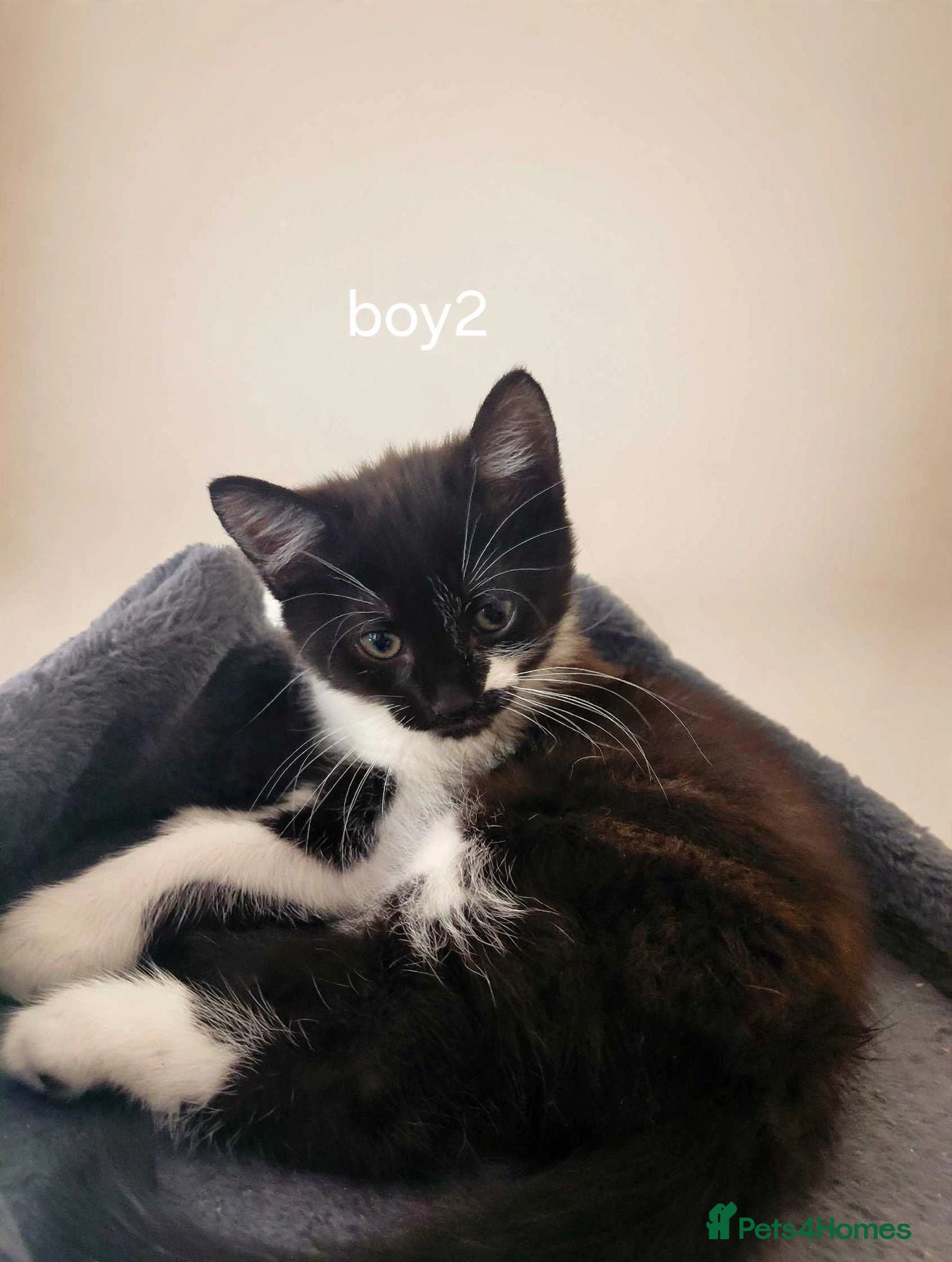 Mixed Breed cats Adorable kittens  - Advert 1