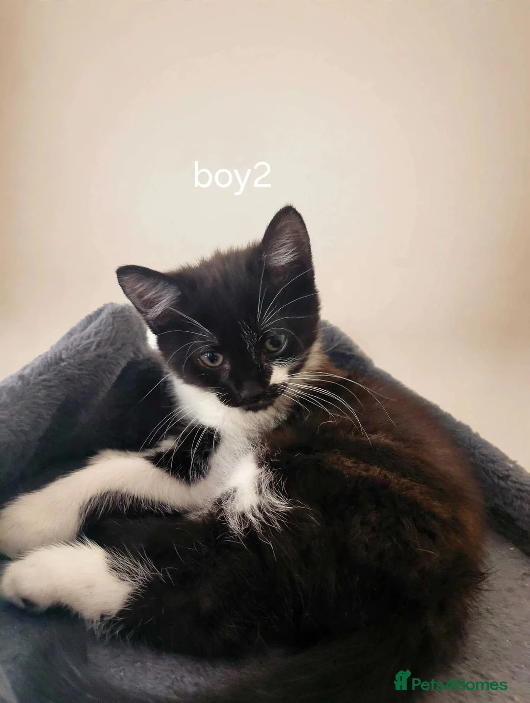 Mixed Breed cats for sale: Adorable kittens  - Advert 1