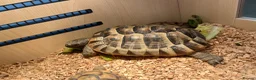 Tortoise reptiles for sale: Greek spur female tortoise with full set up  - Advert 2