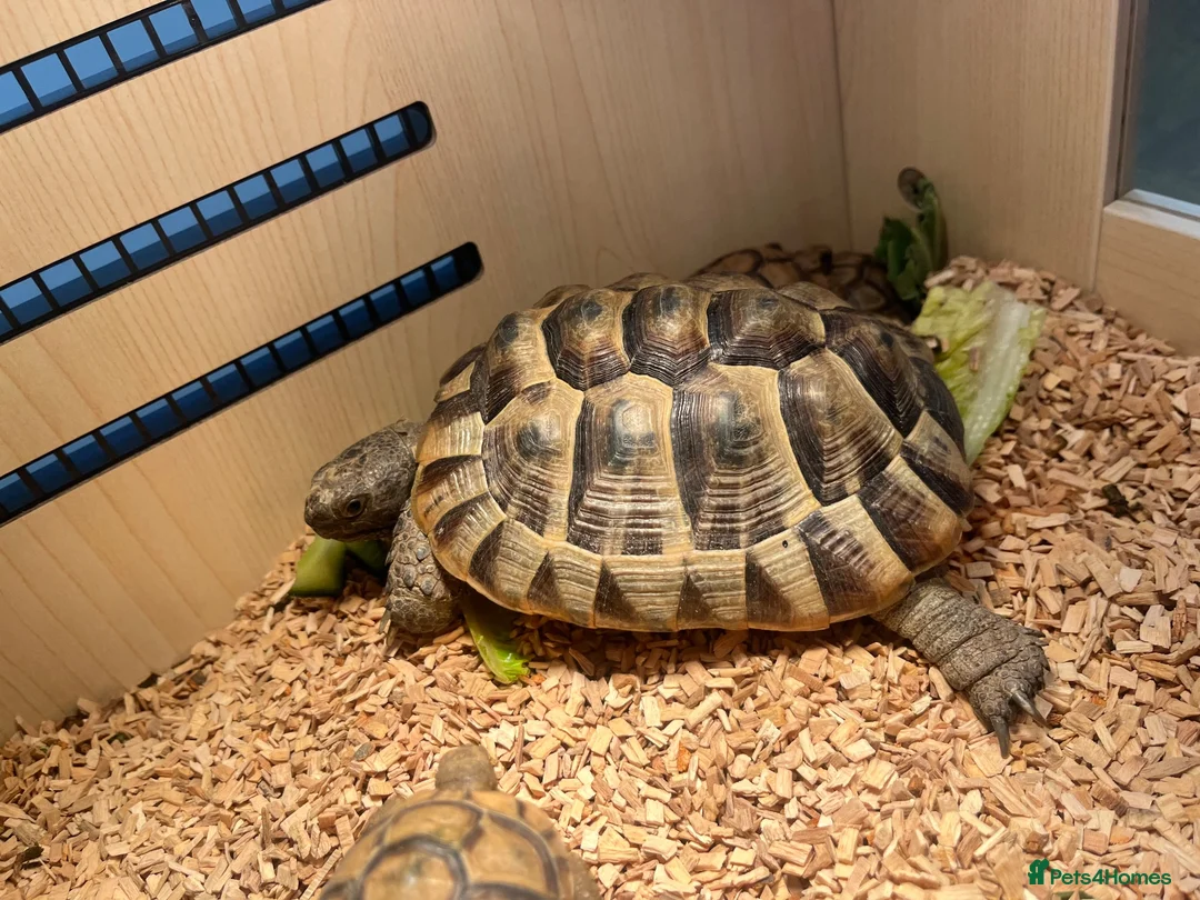 Tortoise reptiles for sale: Greek spur female tortoise with full set up  - Advert 2