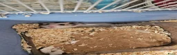 Hamster rodents for sale: beige and white Syrian hamster in Neston - Advert 4
