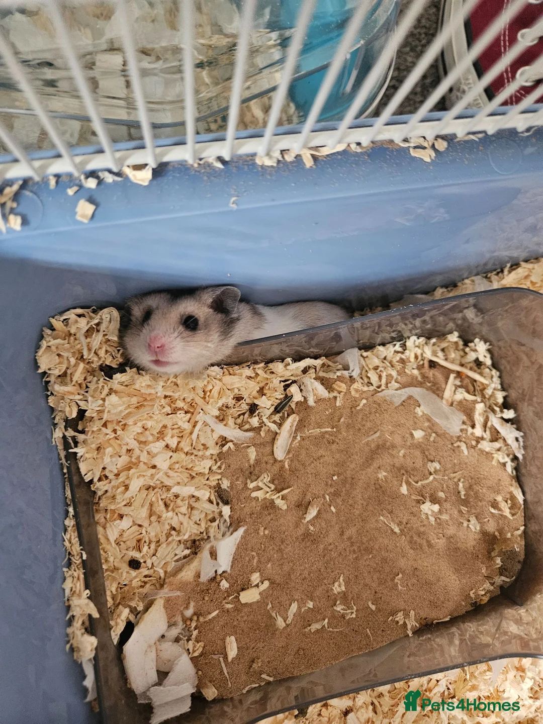 Hamster rodents for sale: beige and white Syrian hamster in Neston - Advert 4
