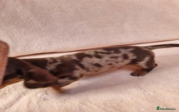 Miniature Dachshund dogs for sale: Miniature dachshund  - Image 7