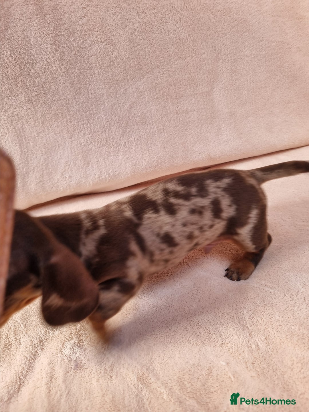 Miniature Dachshund dogs for sale: Miniature dachshund  - Image 7