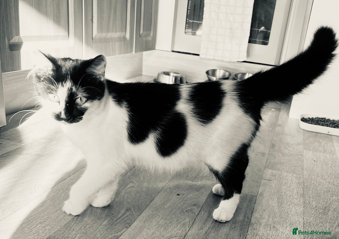 Mixed Breed cats for sale: Maggie, Russian blue/ tuxedo mixed breed - Advert 3