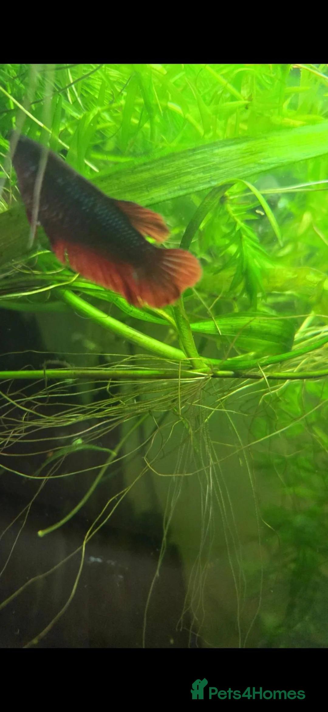 Other/Mixed Breed fish for sale: Juwel Lido 120 Aquarium & unit and all fish  - Advert 7