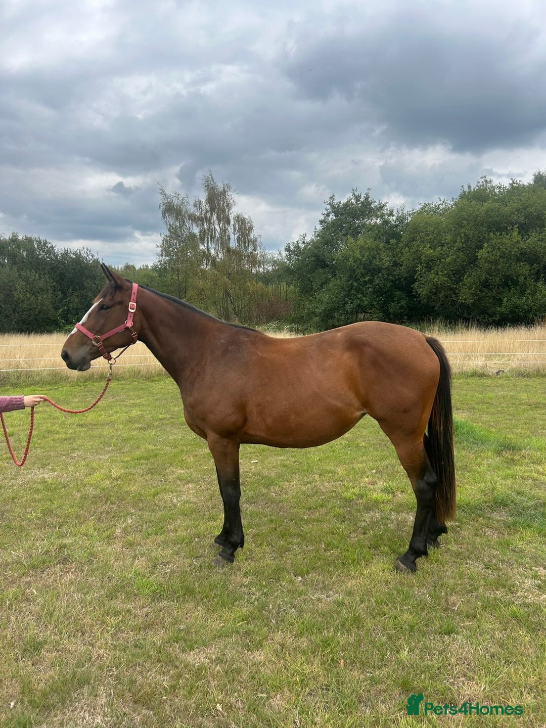 Irish Sports horses for sale: 3yr old ISH filly - Image 4