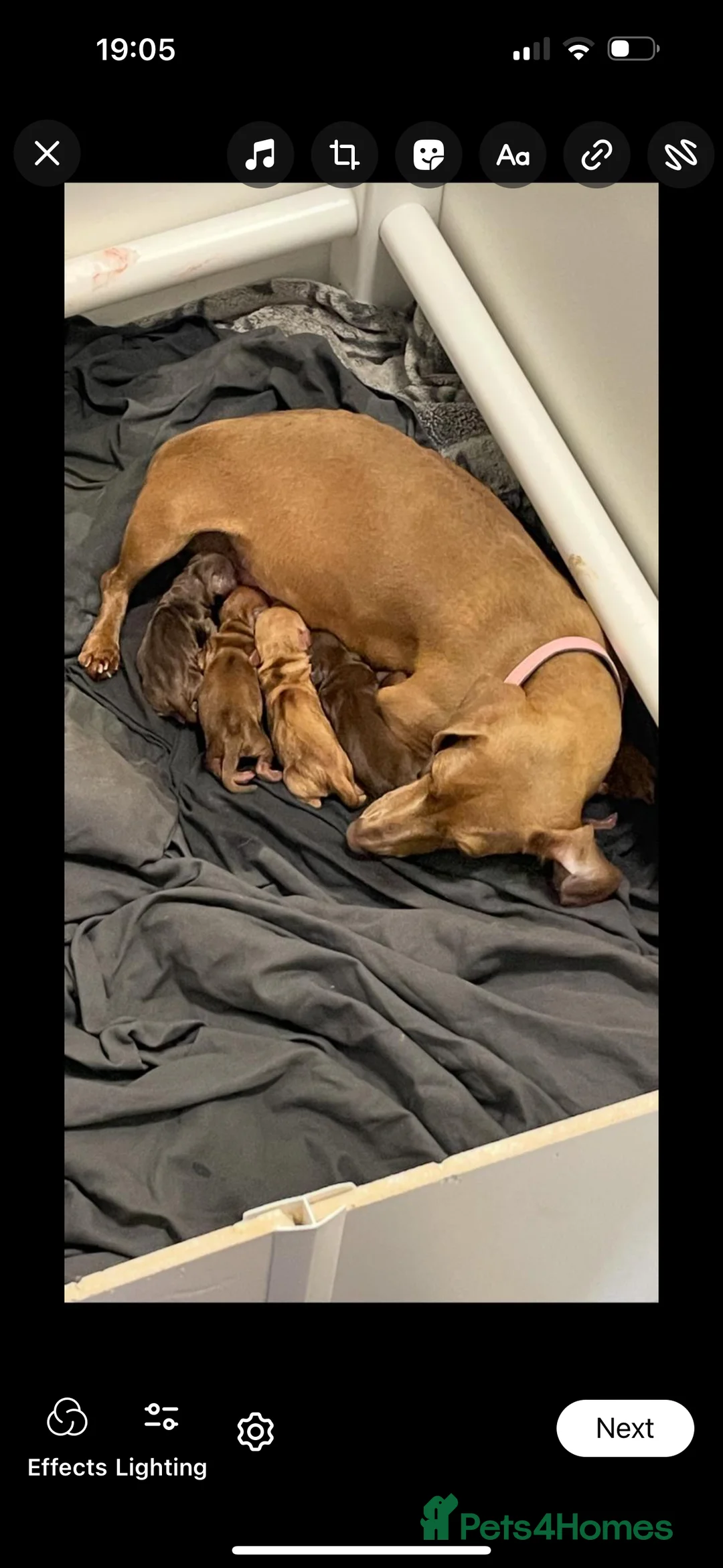 Miniature Dachshund dogs for stud: Super tiny 3.8kg long haired True isabella tan kc - Advert 8